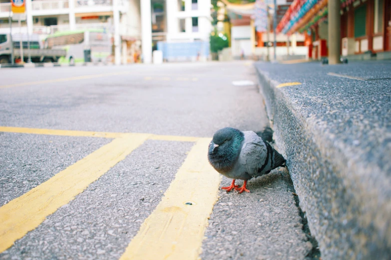 a pigeon standing on the side of the street and looking for food