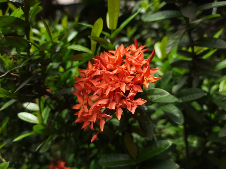 a plant with orange flowers near green leaves