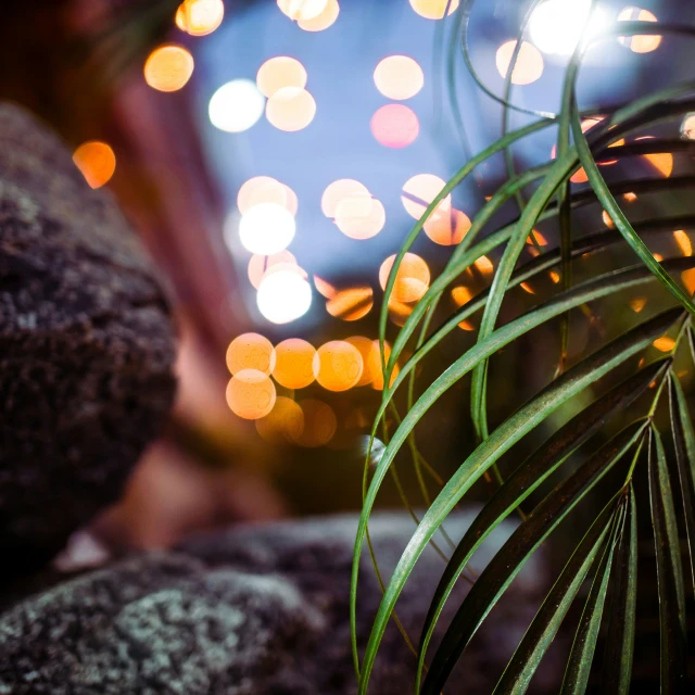 a plant is surrounded by light and lights