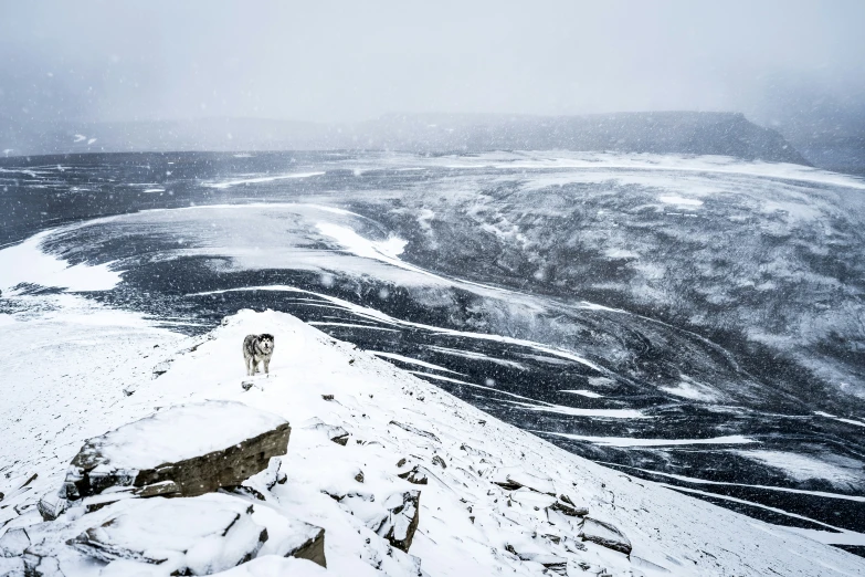 two dogs in winter weather with snow on ground