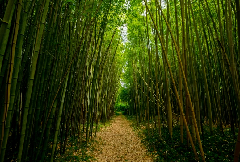 an image of the pathway through the bamboo trees