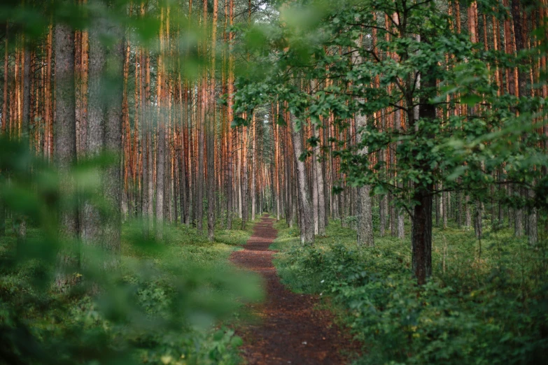 a pathway in a forest is surrounded by trees