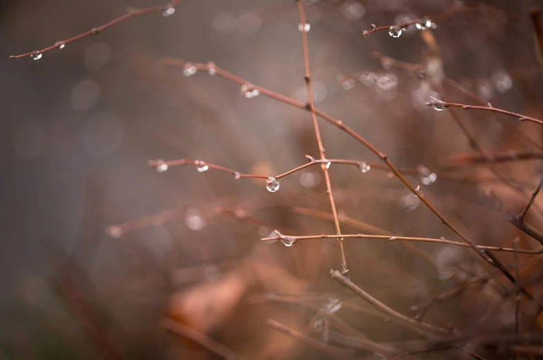 several water drops hanging from trees near each other