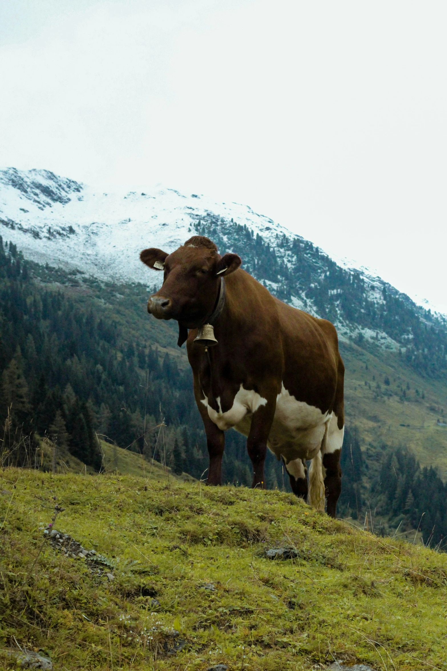 brown and white cow in a pasture with trees and a mountain in the background