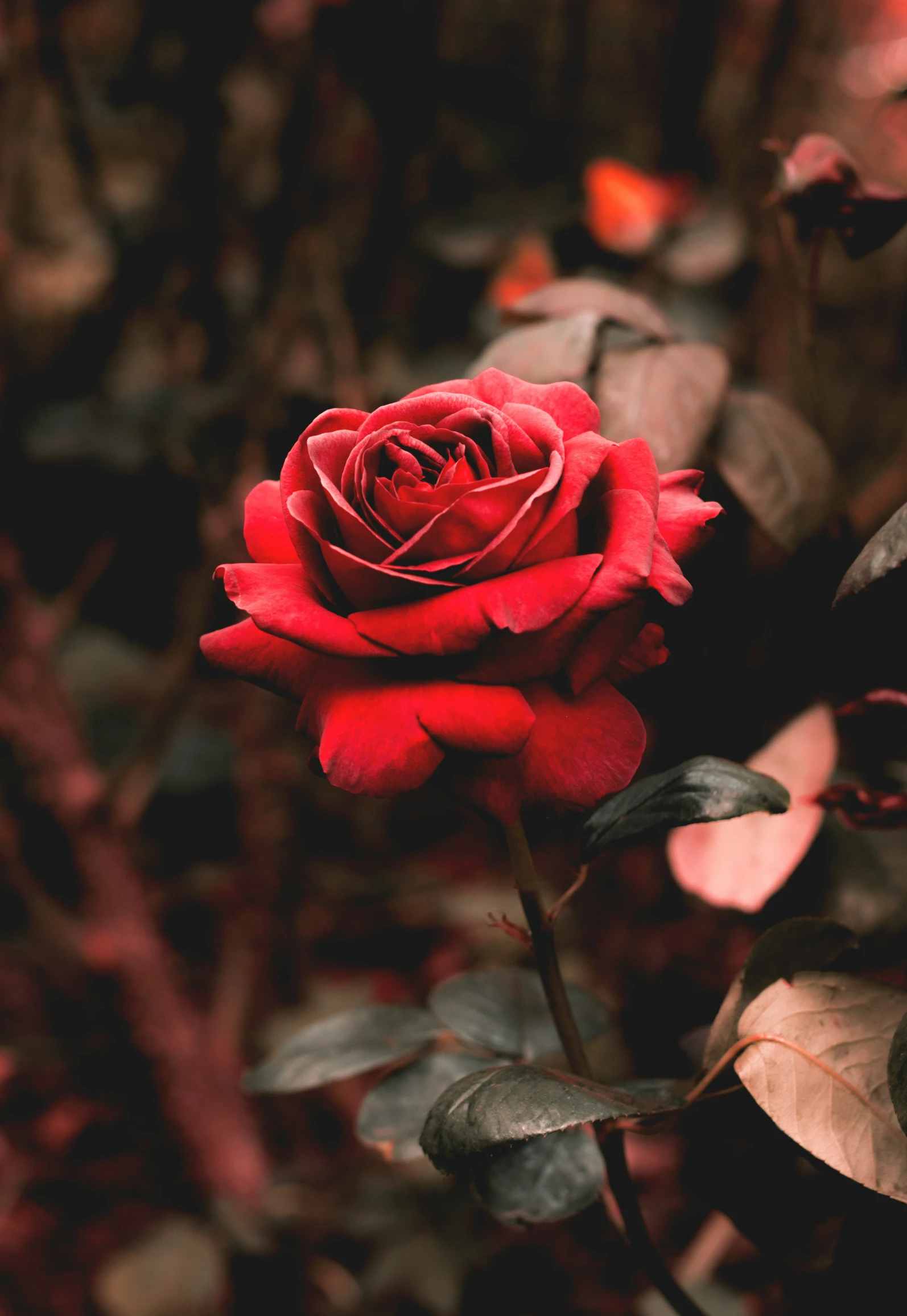 there is a single red rose growing in the bush