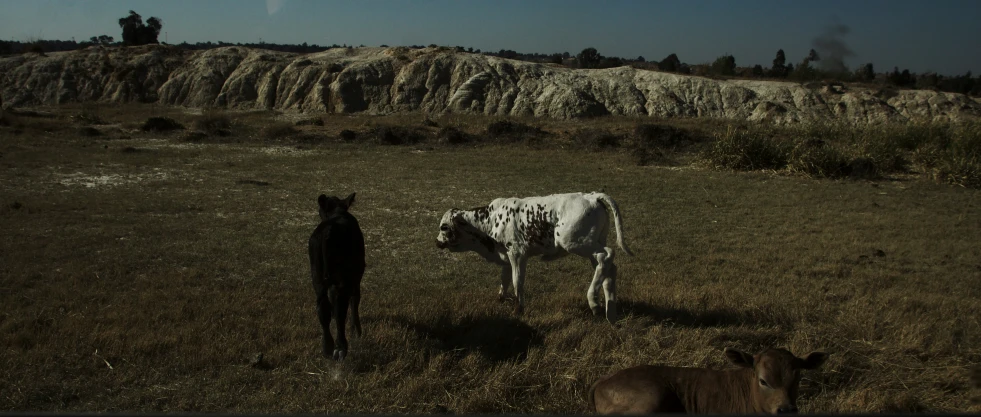 two cows standing in the grass near a rock