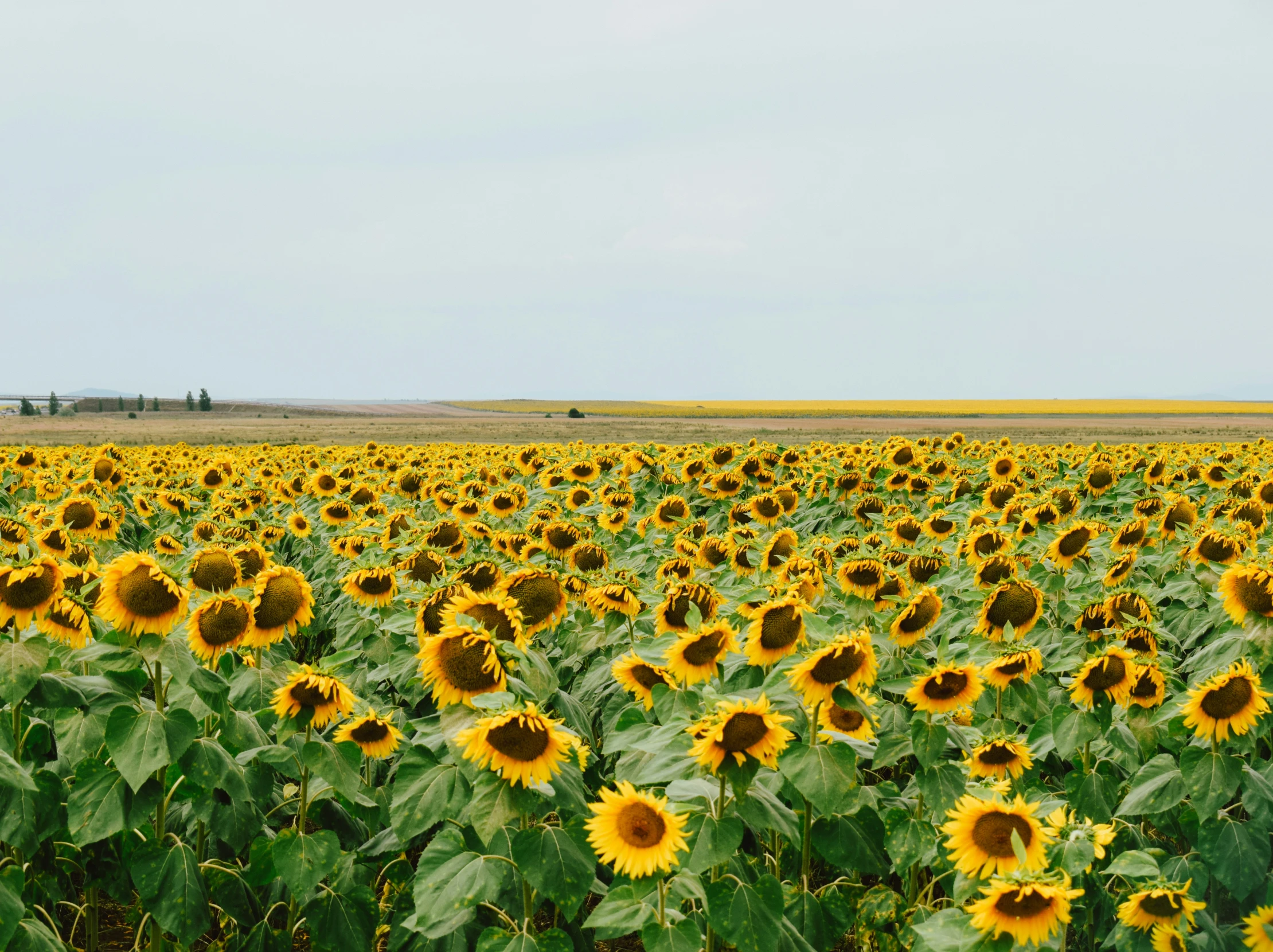 a field full of sunflowers next to a farm