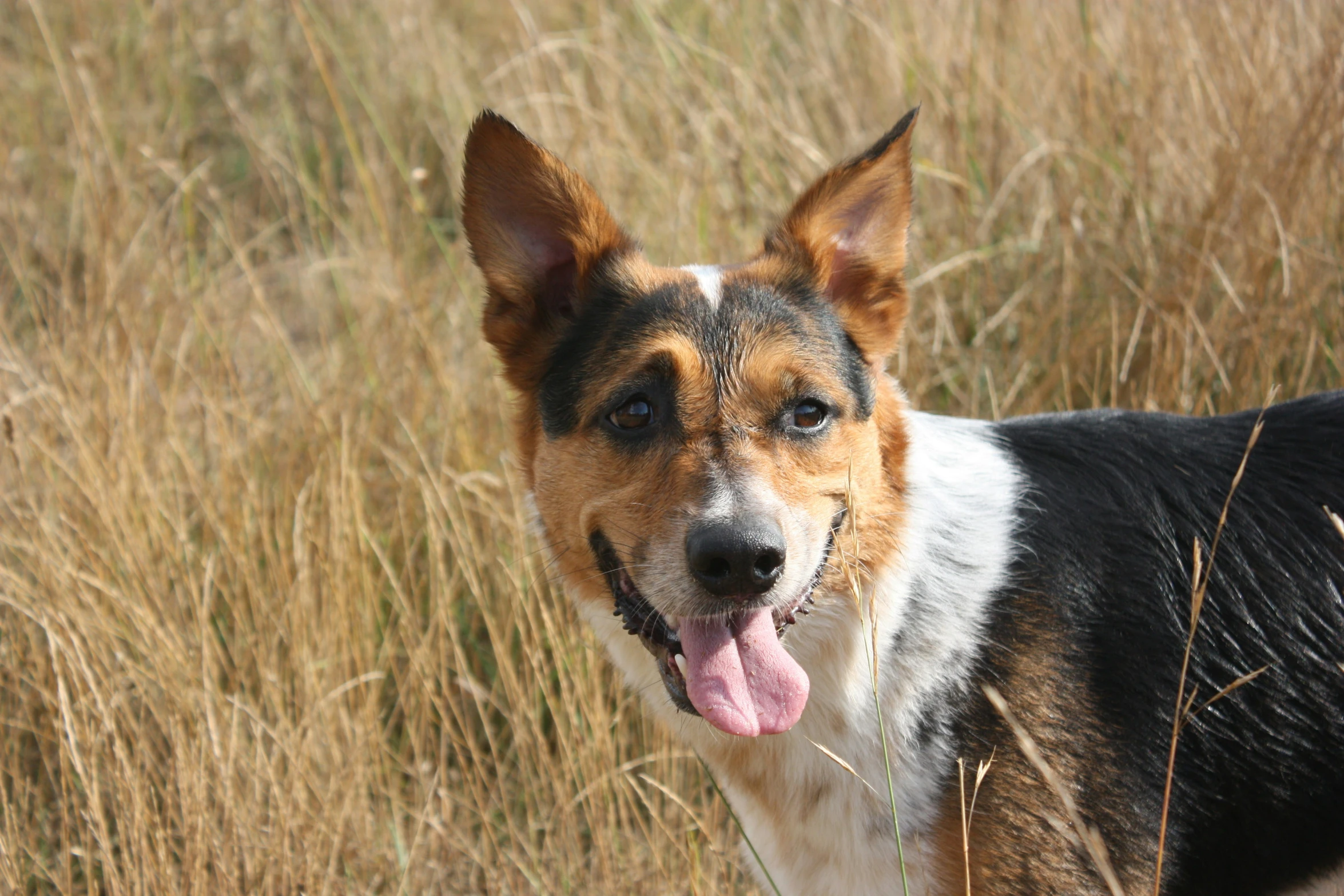 a dog is standing in the tall grass with its tongue hanging out