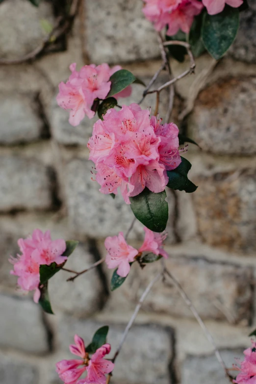 pink flowers in front of a brick wall