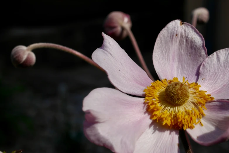 a flower with a yellow center on it