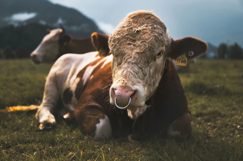 two cows laying down in a field and one is wearing a ring around it's mouth