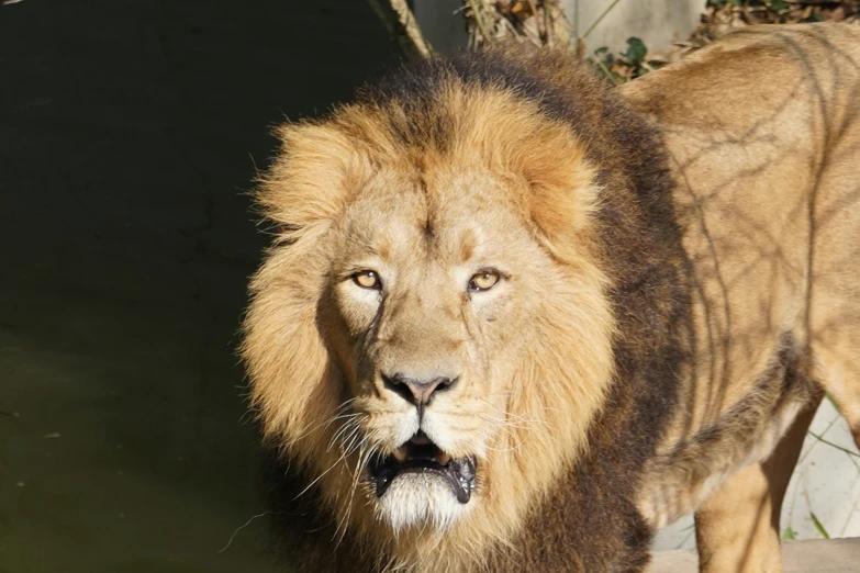 an adult lion looking at the camera with his mouth open