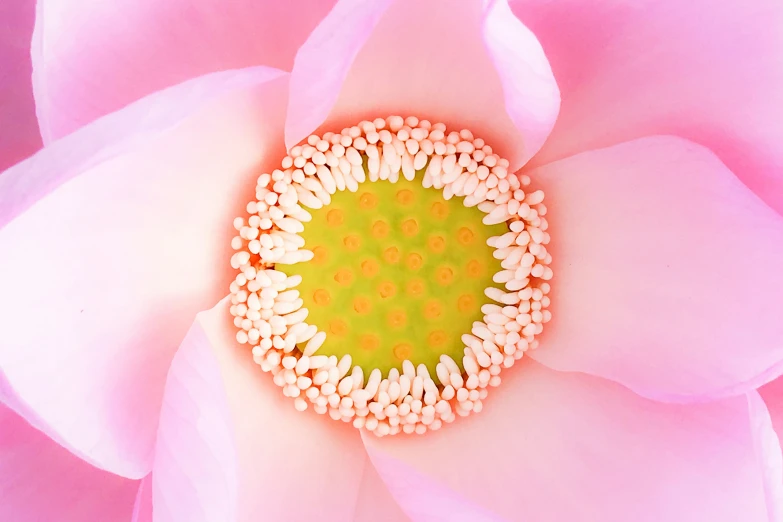 there is a large pink flower with many petals