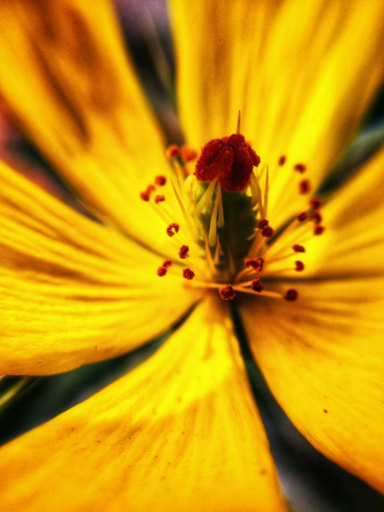 a closeup of a very nice yellow flower