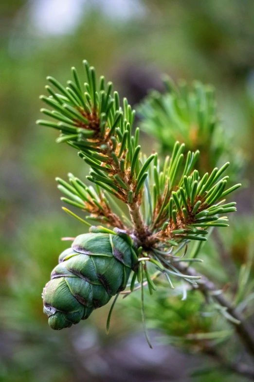 a green pine cone is on a tree