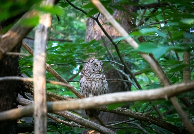 an owl is perched in the middle of trees