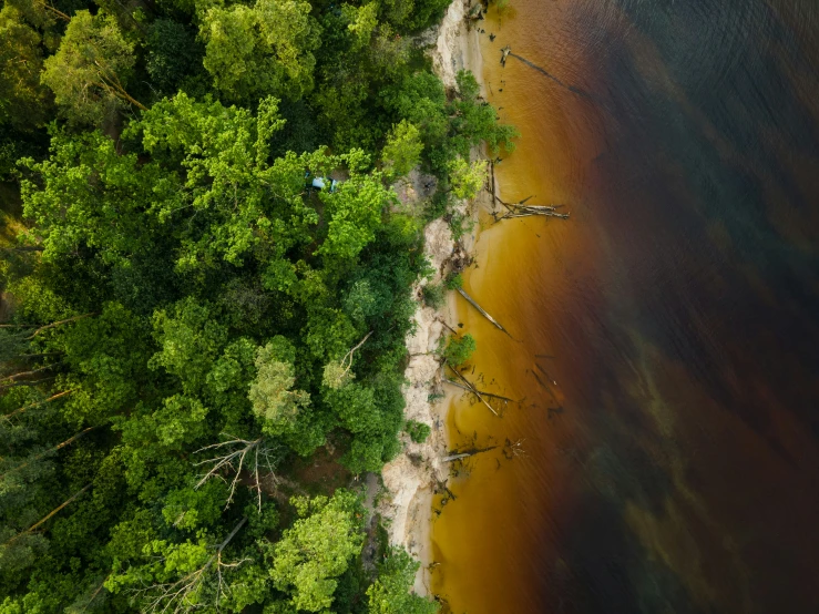 the view from above is a forest covered in brown water and trees