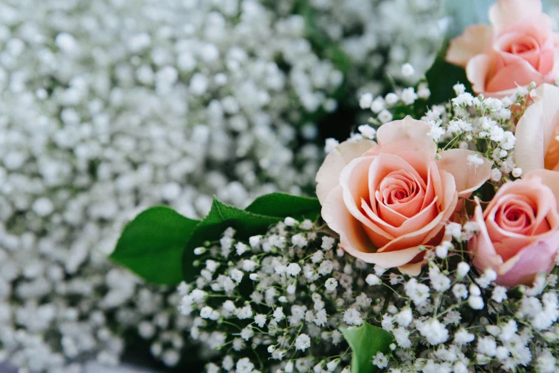 some pink roses and baby's breath flowers on a table