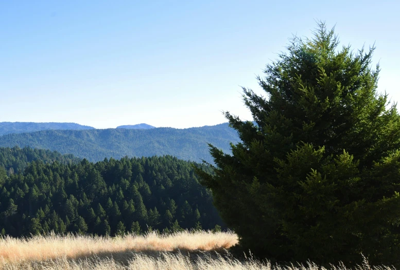 some trees and mountains with the sky in the background