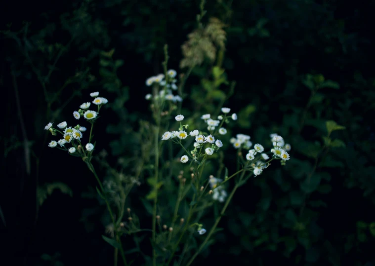 several small white flowers near one another