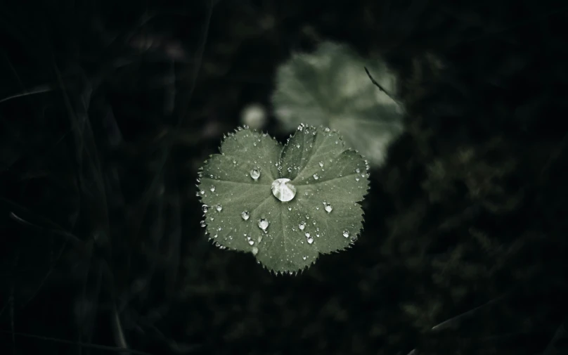 a close up of a green leaf with raindrops on it