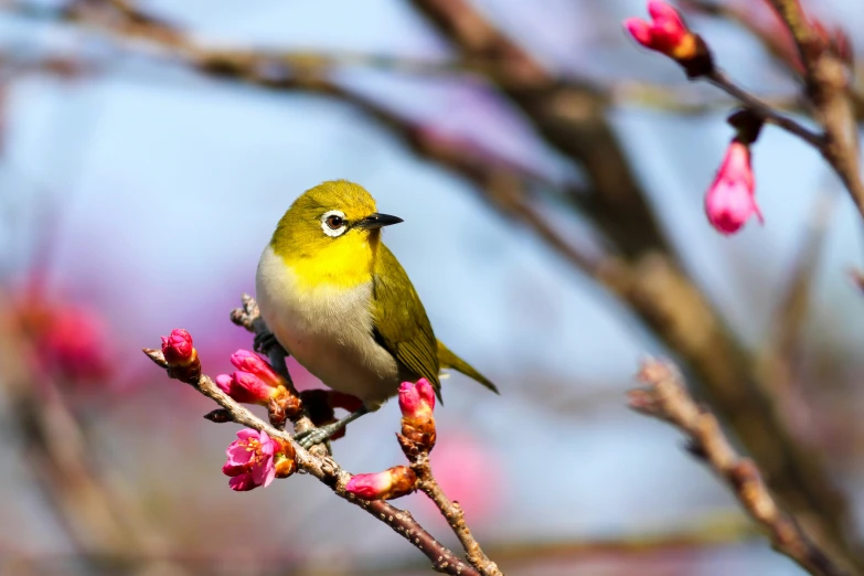 small bird with a yellow chest sitting on a nch with buds