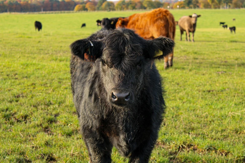 black cow stands in a field with red cows in the background