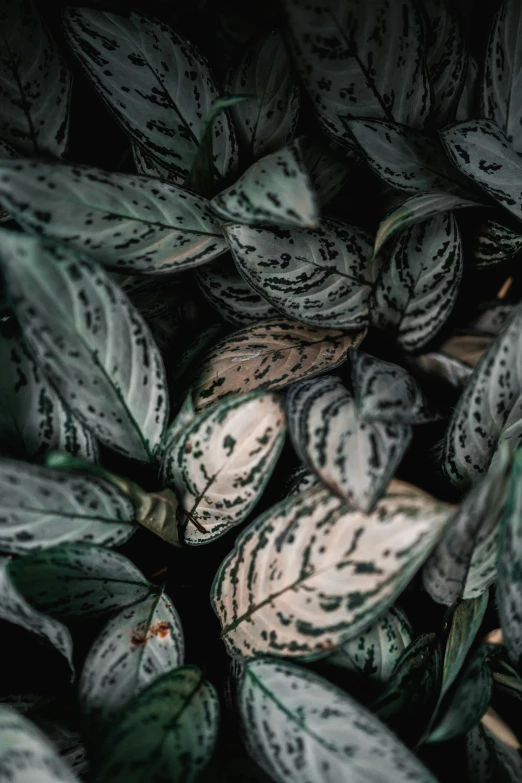 a bunch of green leafy plants in the dark