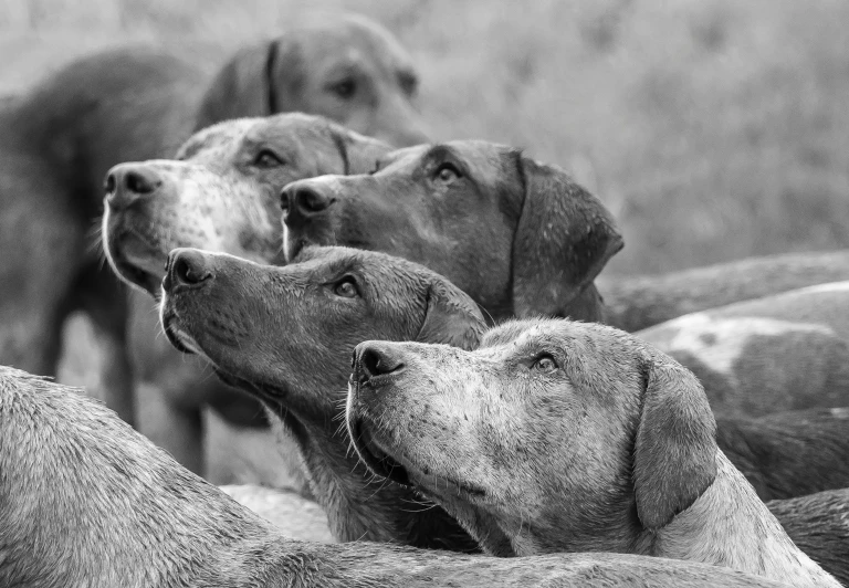 several dogs stare into the distance on a rainy day