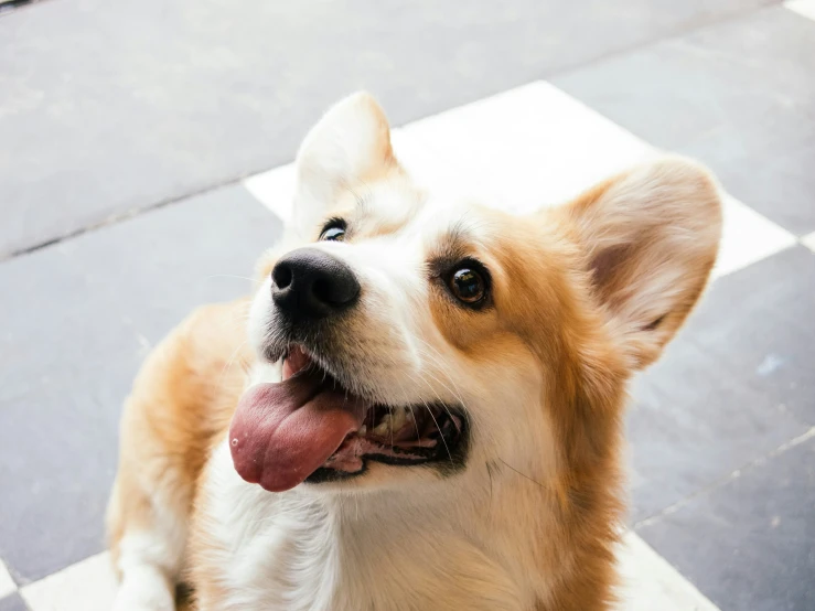 a dog on the ground is happy about soing