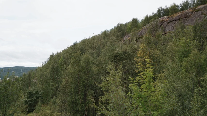 a lone giraffe walking among tall trees on a hillside