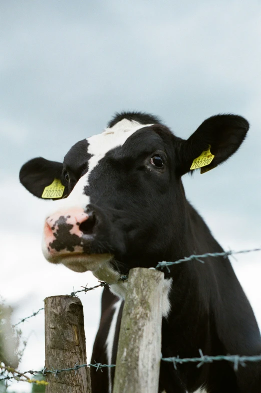 a black and white cow staring at the camera