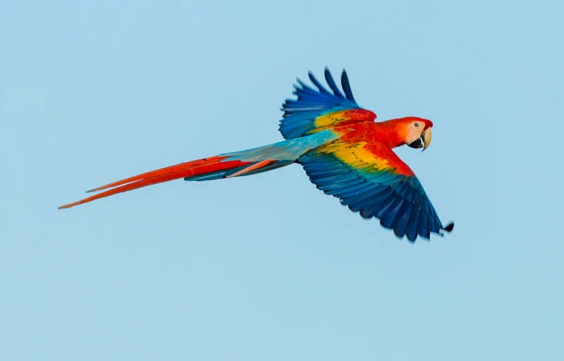 a multi - colored bird flying high in the sky