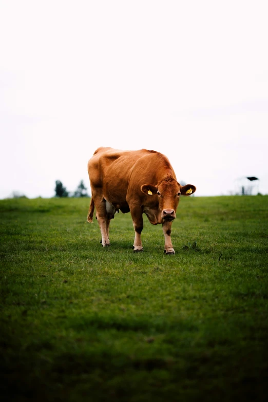 a cow standing in a field of green grass