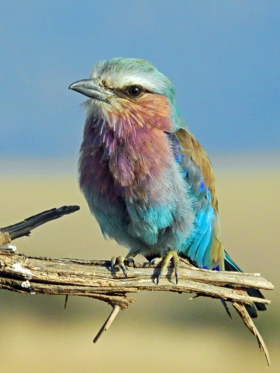 there is a small colorful bird on top of a nch