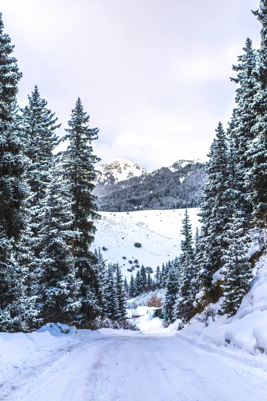 a snow covered road with many fir trees