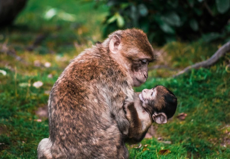 a monkey is in the middle of wrestling another