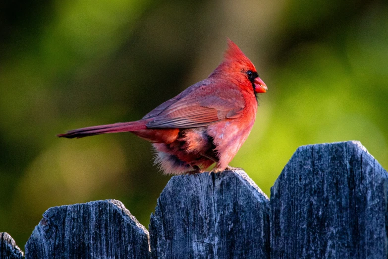 red bird with black beak perched on fence post