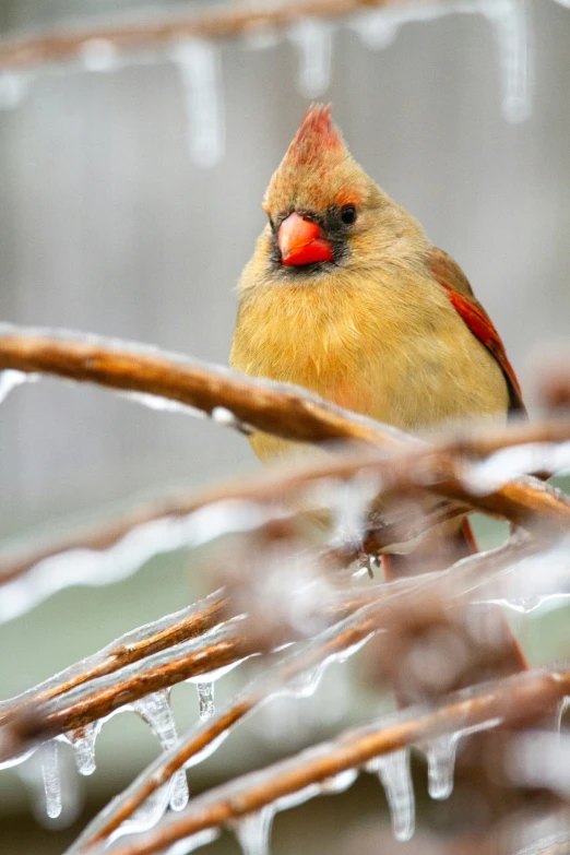 a yellow and red bird perched on a nch with ice