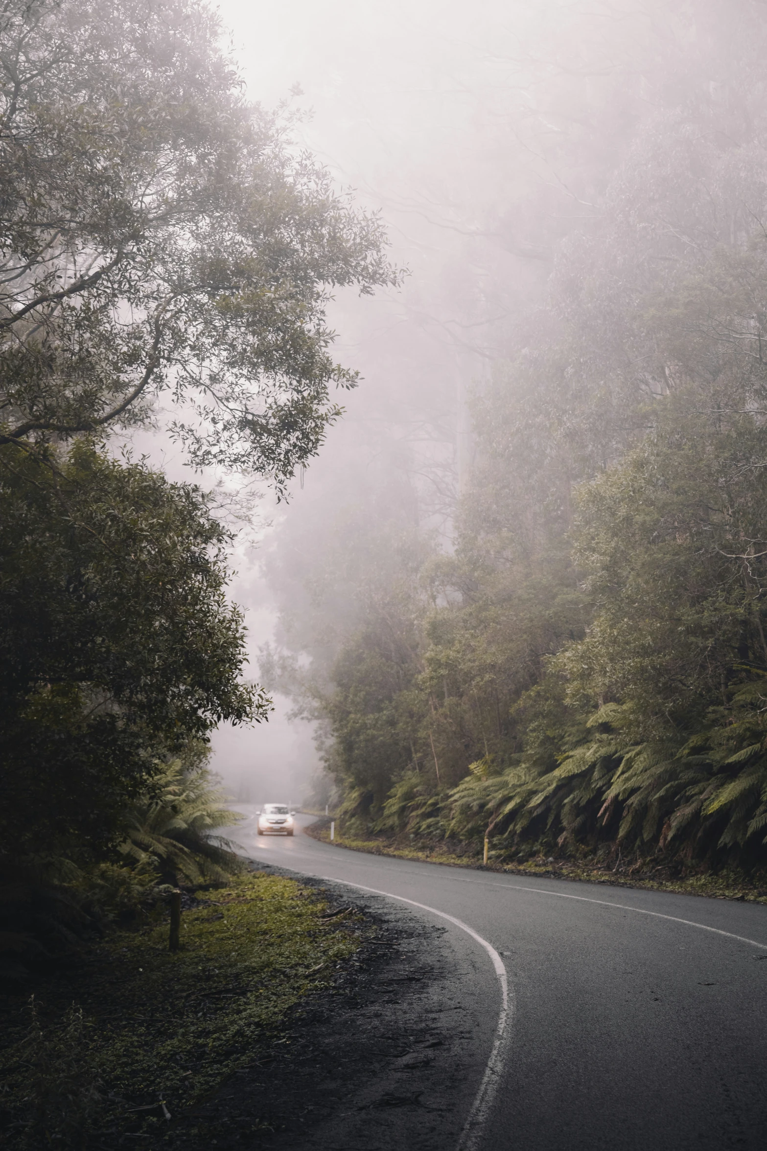 a single car on a foggy road in the forest