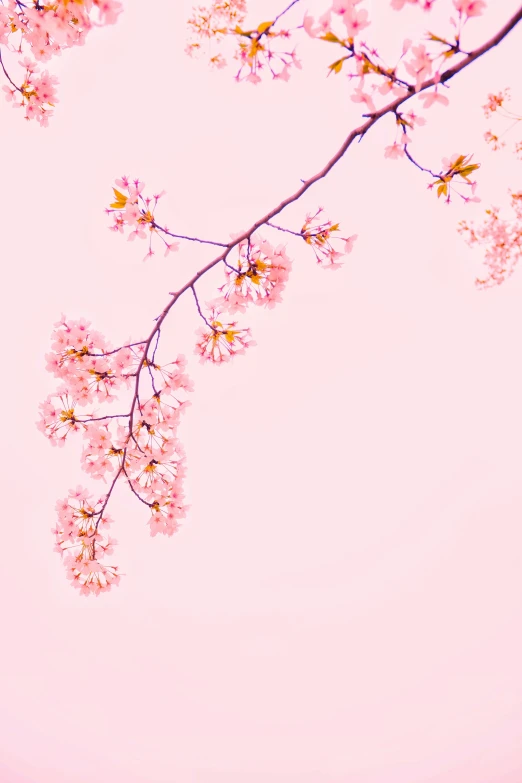 pink flowers on the top of a tree