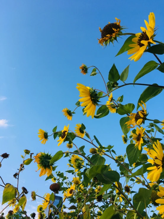 a sunflower bush with sun in the background