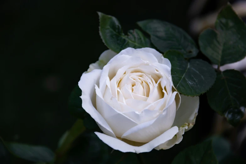 a single white rose sitting in the middle of a plant