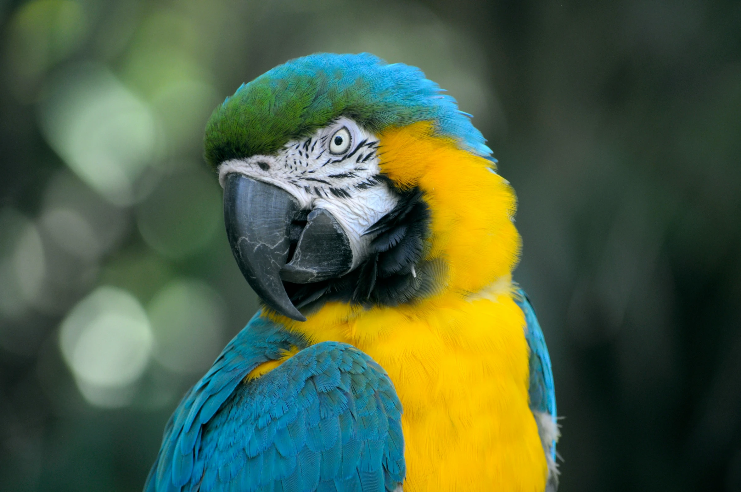 a colorful parrot that has a bright blue and yellow bird