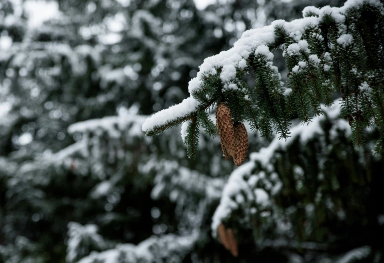 snow covers the needles of the fir tree