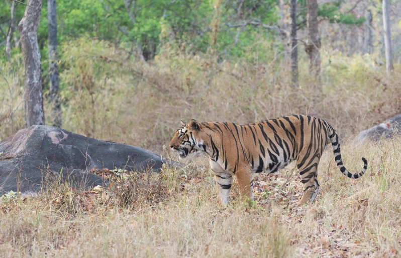 a tiger walking across a dry grass covered forest