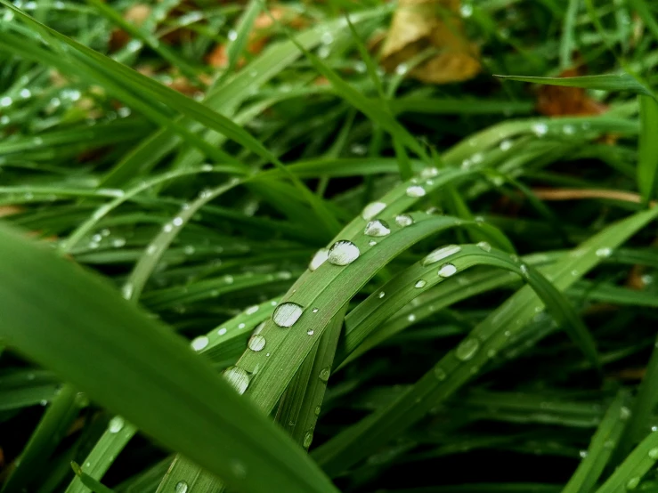 the green grass with drops of dew has fallen