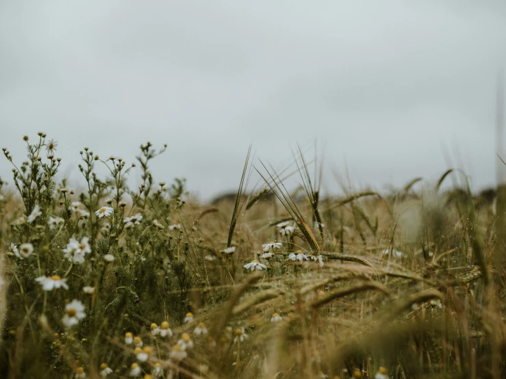a field full of flowers and grass under cloudy skies