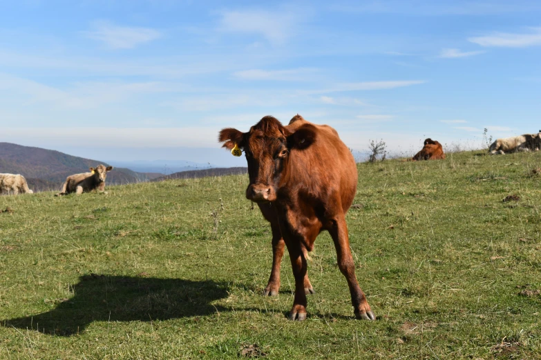 there is a brown cow standing on a field