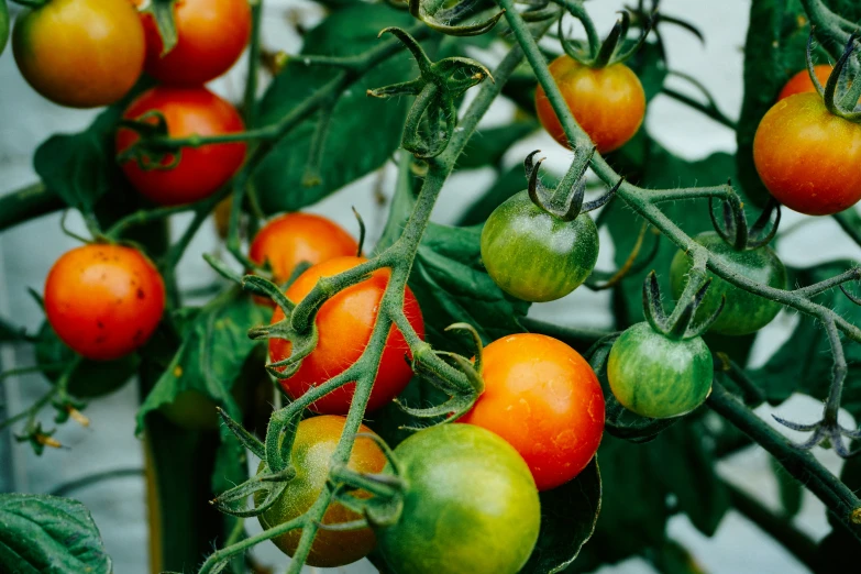 tomatoes growing in a tomato plant on a vine